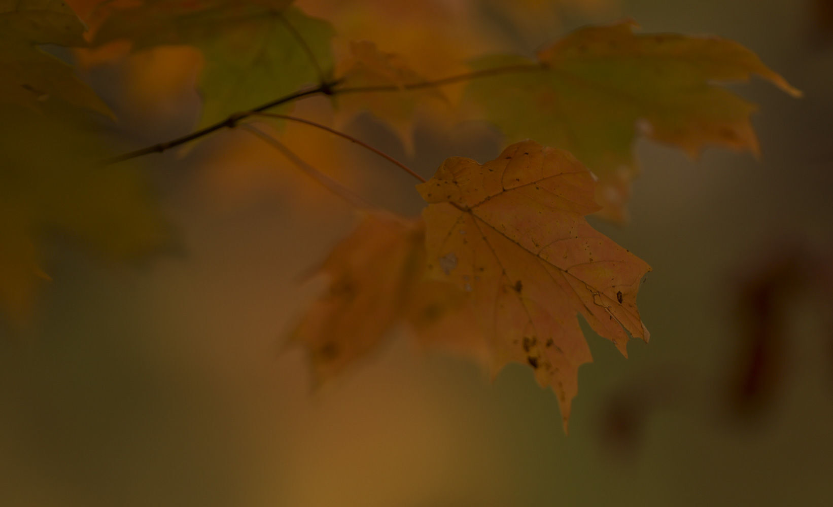 Fall around Lake Decatur 41 10.23.20.JPG